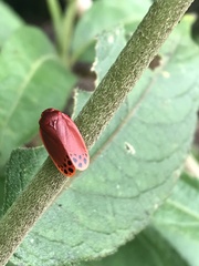 Iphirhina