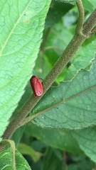 Iphirhina