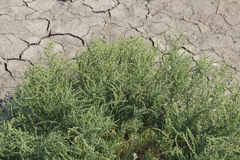 Suaeda prostrata