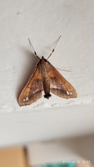 Diaphania fumosalis