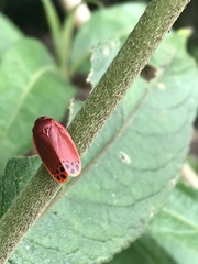 Iphirhina