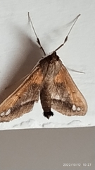 Diaphania fumosalis