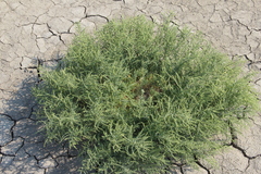 Suaeda prostrata