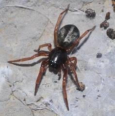 Trachelidae