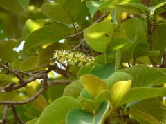 Terminalia chebula