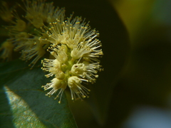 Terminalia chebula