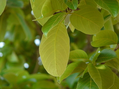 Terminalia chebula