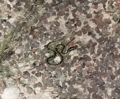 Lampropeltis splendida