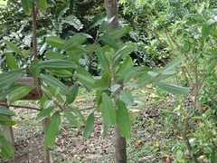 Cinnamomum cassia