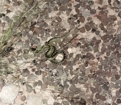 Lampropeltis splendida