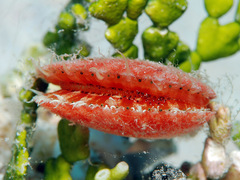 Laevichlamys limatula