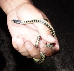 Lampropeltis splendida