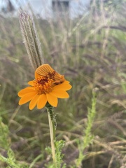 Eulithosia miaiphona