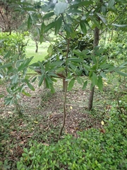 Cinnamomum cassia