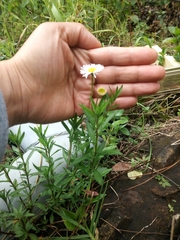Erigeron karvinskianus