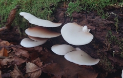 Crepidotus variabilis