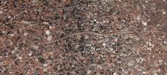 Arizona elegans elegans
