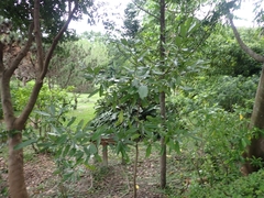 Cinnamomum cassia