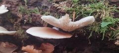 Crepidotus variabilis