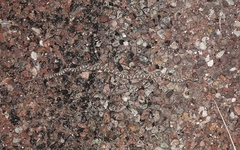 Arizona elegans elegans