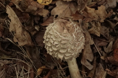Chlorophyllum olivieri