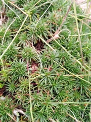 Limonium kraussianum