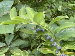 Polygonatum