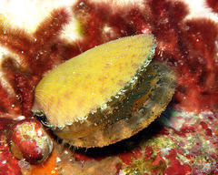 Laevichlamys limatula