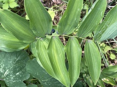 Polygonatum