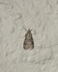 Loxostege allectalis