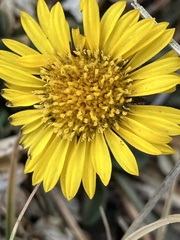 Erigeron aureus