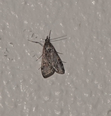 Loxostege allectalis