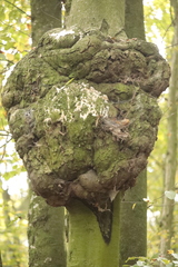 Agrobacterium radiobacter