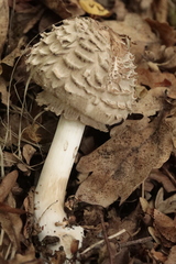 Chlorophyllum olivieri