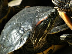 Trachemys scripta elegans