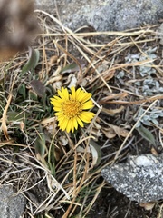 Erigeron aureus