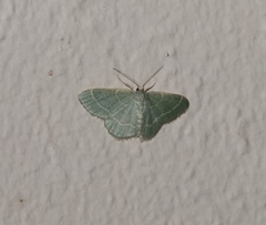 Chlorochlamys phyllinaria