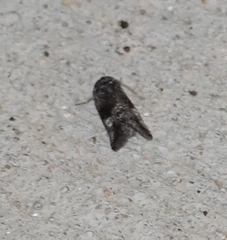 Copanarta aurea