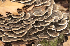 Trametes versicolor