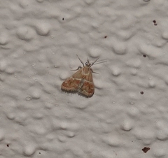 Noctueliopsis bububattalis