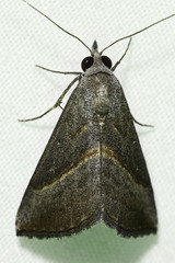 Hypena degesalis