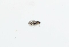 Psocidae