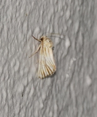 Eulithosia discistriga