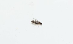 Psocidae