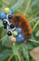 Pyrrharctia isabella
