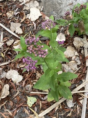 Pluchea odorata odorata