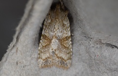 Lithophane bethunei