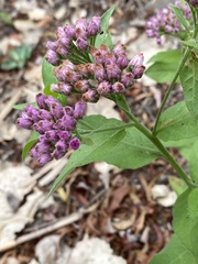 Pluchea odorata odorata