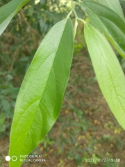 Celtis tetrandra
