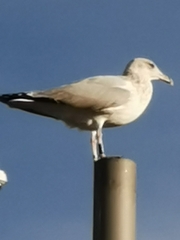 Larus argentatus